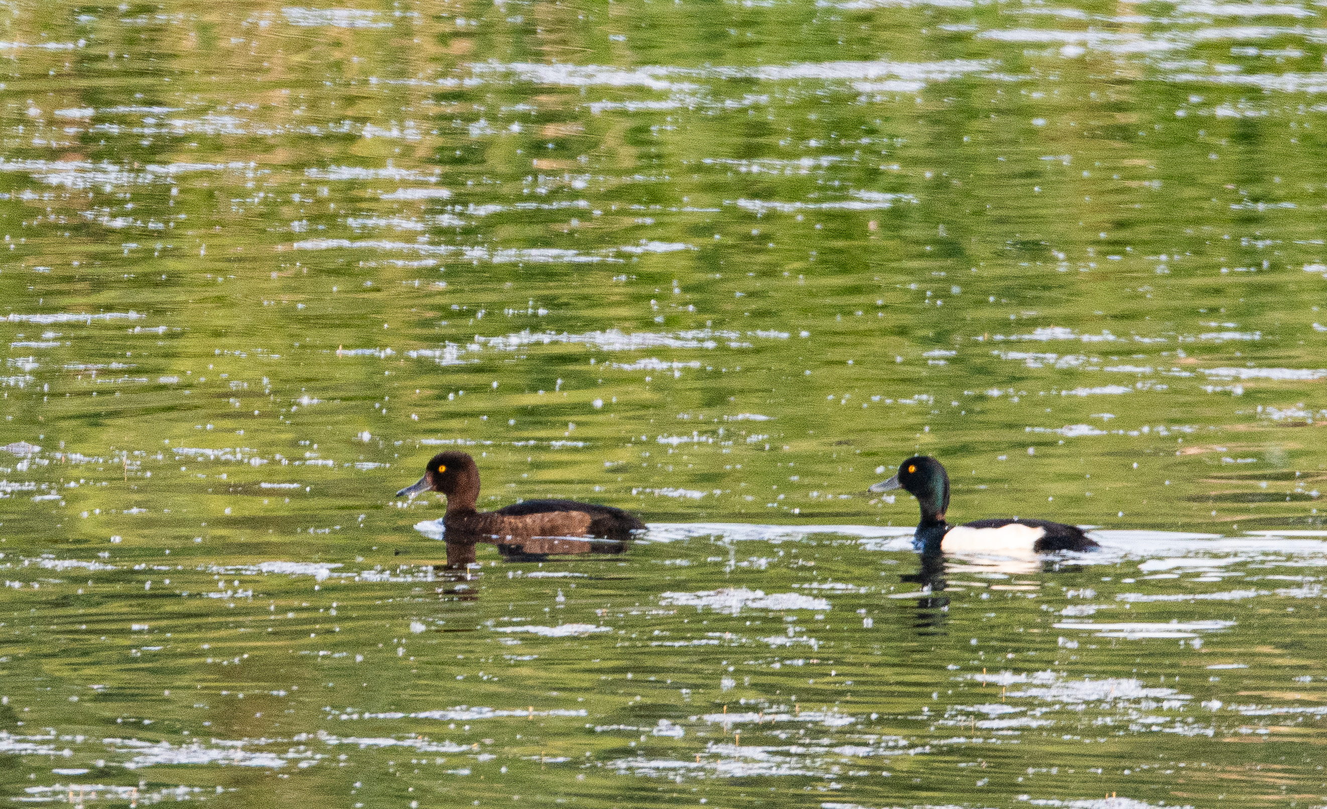 Fuligules morillon (Tufted duck, Aythya fuligula), Dépôt 54, Réserve Naturelle de Mont-Bernanchon, Hauts de France.